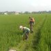 Babinsa Koramil Sutojayan Bantu Penyemprotan Pestisida Pada Tanaman Padi di Sawah Milik Warga Binaannya