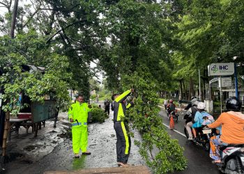 Aksi Cepat Tanggap Bencana Sat Lantas Polres Kediri Dalam Mengatasi Pohon Tumbang