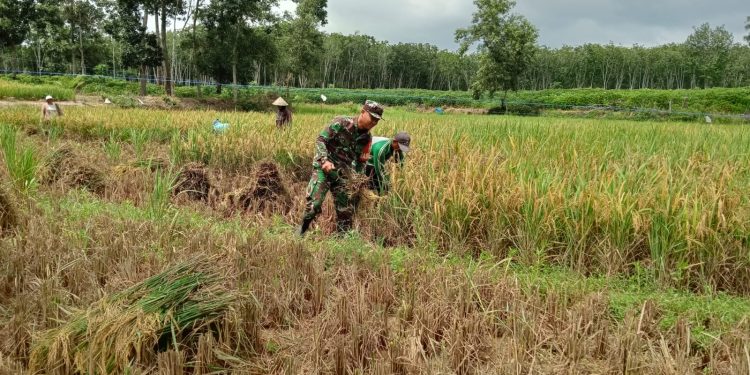 Wujudkan Ketahanan Pangan, Babinsa Koramil 426-01 Simpang Pematang Bantu Petani Panen Padi
