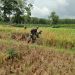 Wujudkan Ketahanan Pangan, Babinsa Koramil 426-01 Simpang Pematang Bantu Petani Panen Padi