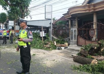 Gercep! Polisi di Kota Kediri Evakuasi Pohon Tumbang Akibat Curah Hujan Tinggi