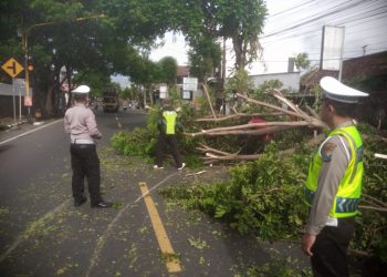 Gercep! Polisi di Kota Kediri Evakuasi Pohon Tumbang Akibat Curah Hujan Tinggi