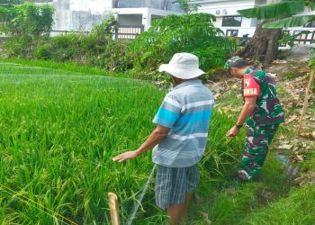 Dukung Ketahanan Pangan, Babinsa Koramil 0808/20 Sananwetan Terjun Langsung Ke Lapangan