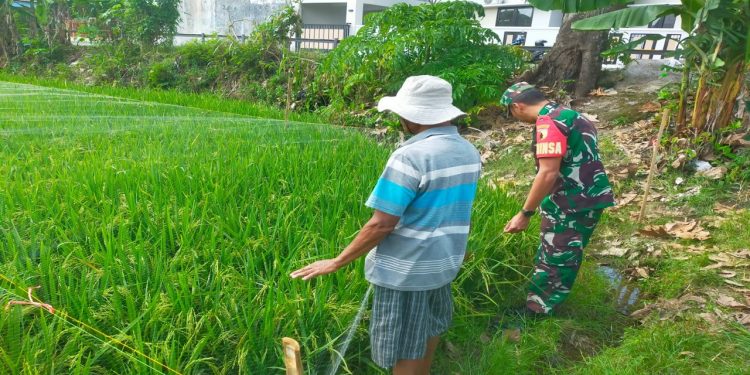 Dukung Ketahanan Pangan, Babinsa Koramil 0808/20 Sananwetan Terjun Langsung Ke Lapangan