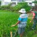 Dukung Ketahanan Pangan, Babinsa Koramil 0808/20 Sananwetan Terjun Langsung Ke Lapangan