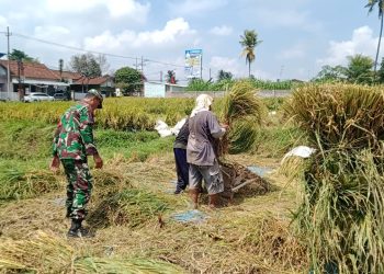 Dukung Hanpangan, Serka Aminoto Bantu Panen Padi Warga Binaannya