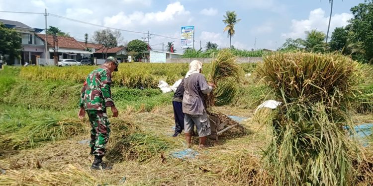 Dukung Hanpangan, Serka Aminoto Bantu Panen Padi Warga Binaannya