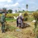 Dukung Hanpangan, Serka Aminoto Bantu Panen Padi Warga Binaannya