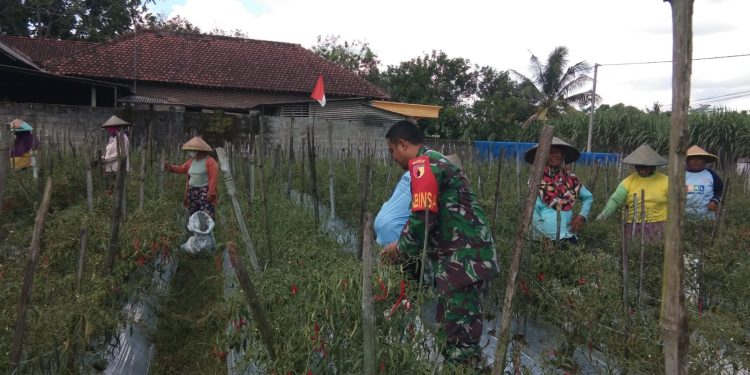 Sukseskan Swasembada Pangan, Sertu Tri Rosadi Bantu Panen Cabe Warganya