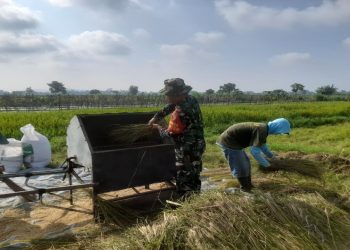 Sukseskan Ketahanan Pangan, Babinsa Koramil 0808/22 Wonodadi Turun Ke Sawah