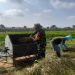 Sukseskan Ketahanan Pangan, Babinsa Koramil 0808/22 Wonodadi Turun Ke Sawah