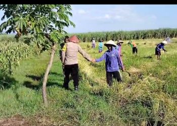 Dukung Ketahanan Pangan, Polisi Kota Kediri Sambangi Petani