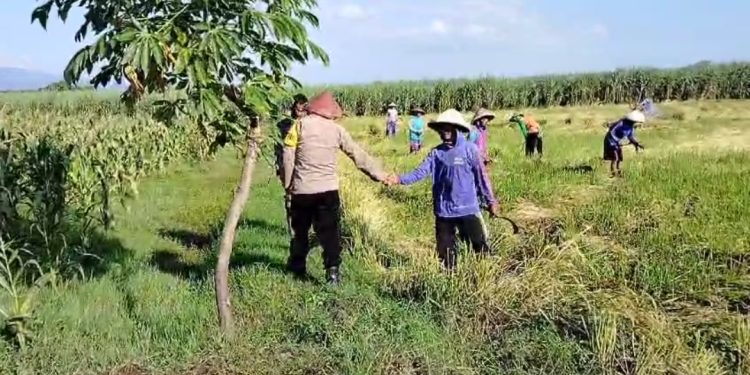 Dukung Ketahanan Pangan, Polisi Kota Kediri Sambangi Petani