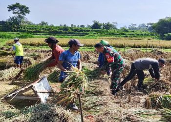 Babinsa Koramil Nglegok, Dampingi Penyerapan Gabah Panen Petani Oleh Bulog Di Blitar