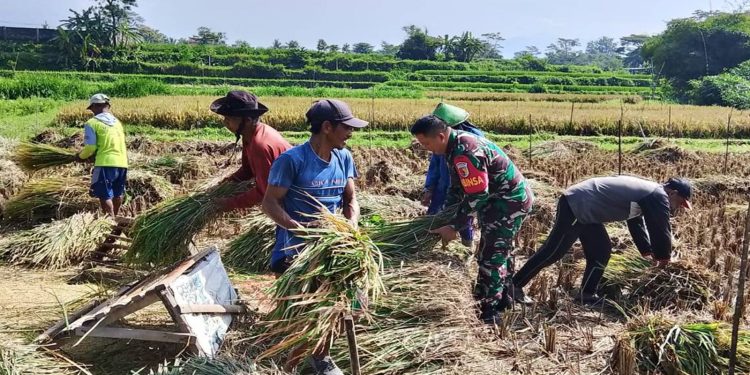 Babinsa Koramil Nglegok, Dampingi Penyerapan Gabah Panen Petani Oleh Bulog Di Blitar