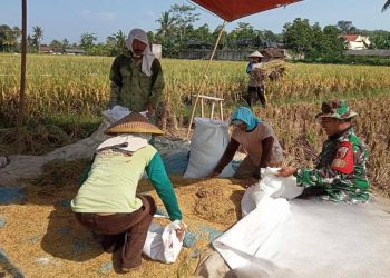 Babinsa Panggungrejo Lakukan Komsos Dan Dampingi Petani Panen Padi