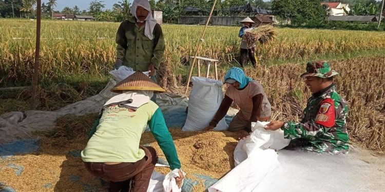 Babinsa Panggungrejo Lakukan Komsos Dan Dampingi Petani Panen Padi