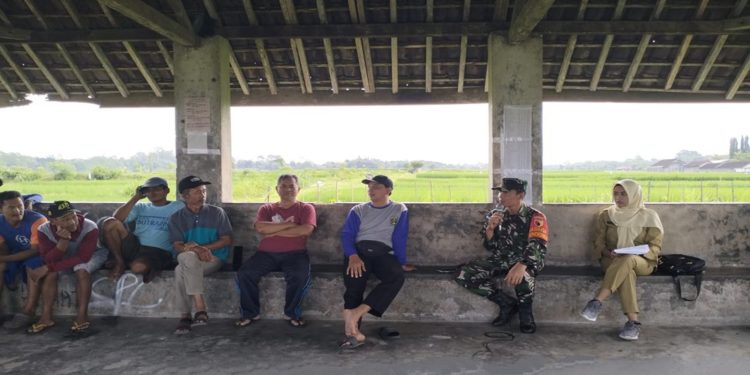 Sambut Panen Raya, Babinsa Bendosewu Bersama PPL Sosialisasikan Sergab ke Poktan Rukun Santoso 2