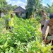 Dukung Ketahanan Pangan, Polres Nganjuk Dampingi Pemanfaatan Lahan Pekarangan Lestari
