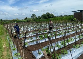 Dukung Pemanfaatan Pekarangan Lestari, Bhabinkamtibmas Ngepeh Pantau Perkembangan Tanaman Melo