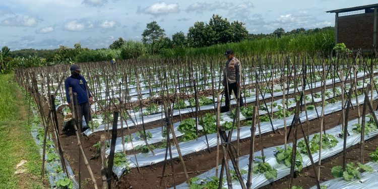 Dukung Pemanfaatan Pekarangan Lestari, Bhabinkamtibmas Ngepeh Pantau Perkembangan Tanaman Melo