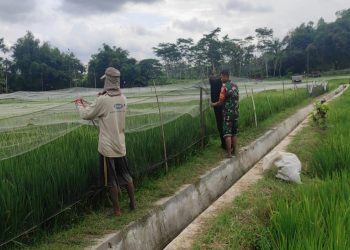 Lindungi Padi Dari Serangan Hama Burung, Babinsa Ngembul Bantu Petani Pasang Jaring