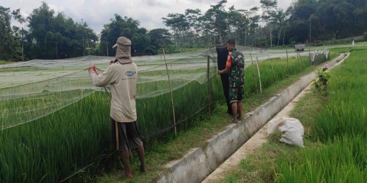 Lindungi Padi Dari Serangan Hama Burung, Babinsa Ngembul Bantu Petani Pasang Jaring