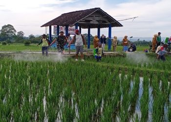 Cegah Serangan Hama, Babinsa Tangkil dan PPL Dampingi Petani Semprot Serentak Tanaman Padi