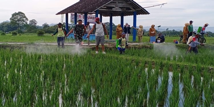 Cegah Serangan Hama, Babinsa Tangkil dan PPL Dampingi Petani Semprot Serentak Tanaman Padi