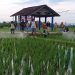 Cegah Serangan Hama, Babinsa Tangkil dan PPL Dampingi Petani Semprot Serentak Tanaman Padi