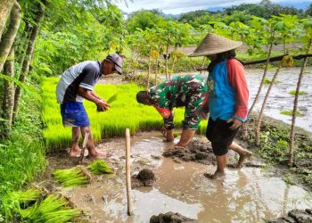 Babinsa Desa Penataran Dampingi Petani Tanam Padi di Dusun Sumberkecek