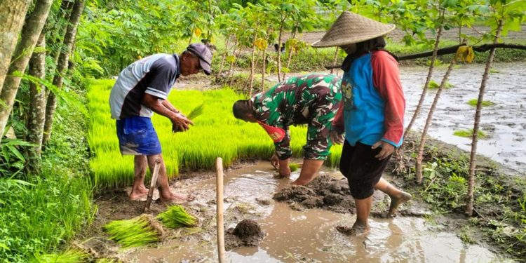 Babinsa Desa Penataran Dampingi Petani Tanam Padi di Dusun Sumberkecek