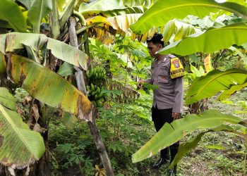 Bhabinkamtibmas Kurungrejo Cek Perkembangan Lahan Ketahanan Pangan
