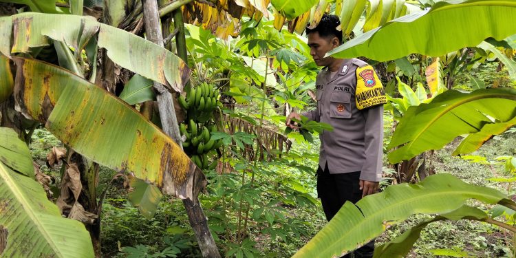 Bhabinkamtibmas Kurungrejo Cek Perkembangan Lahan Ketahanan Pangan
