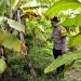 Bhabinkamtibmas Kurungrejo Cek Perkembangan Lahan Ketahanan Pangan