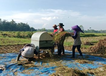 Motivasi Babinsa Gelorakan Semangat Petani Serap Gabah Bersama Bulog Di Kebonduren