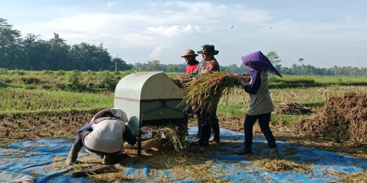 Motivasi Babinsa Gelorakan Semangat Petani Serap Gabah Bersama Bulog Di Kebonduren