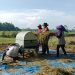 Motivasi Babinsa Gelorakan Semangat Petani Serap Gabah Bersama Bulog Di Kebonduren