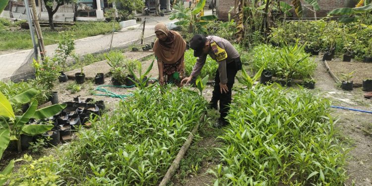 Dukung Ketahanan Pangan, Bhabinkamtibmas Polsek Lengkong Panen Kangkung dan Terong di Lahan Warga