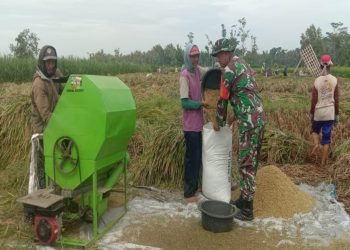 Babinsa Karangbendo Bantu Petani Panen Padi, Dampingi Penyerapan Gabah Di Kecamatan Ponggok
