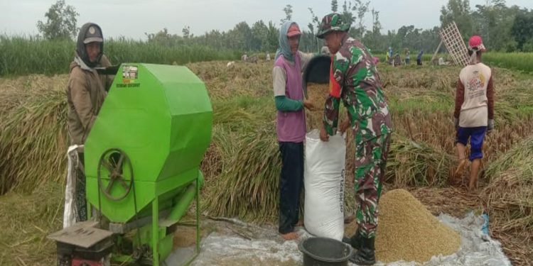 Babinsa Karangbendo Bantu Petani Panen Padi, Dampingi Penyerapan Gabah Di Kecamatan Ponggok