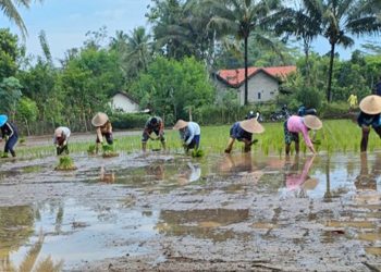 Percepat Masa Tanam, Babinsa Desa Olakalen Bersama Mantri Tani Dan PPL Dampingi Petani Tanam Padi