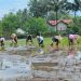 Percepat Masa Tanam, Babinsa Desa Olakalen Bersama Mantri Tani Dan PPL Dampingi Petani Tanam Padi