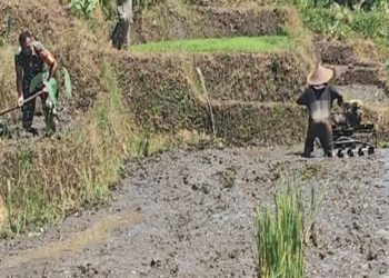 Babinsa Desa Olakalen Dan Petani Bersinergi, Kejar Musim Tanam Padi Dua Kali Setahun di Wilayah Selorejo