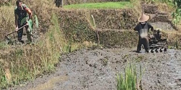 Babinsa Desa Olakalen Dan Petani Bersinergi, Kejar Musim Tanam Padi Dua Kali Setahun di Wilayah Selorejo