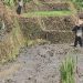 Babinsa Desa Olakalen Dan Petani Bersinergi, Kejar Musim Tanam Padi Dua Kali Setahun di Wilayah Selorejo