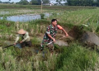 Tingkatkan Produktivitas Pertanian, Babinsa Desa Birowo Dampingi Petani Olah Lahan