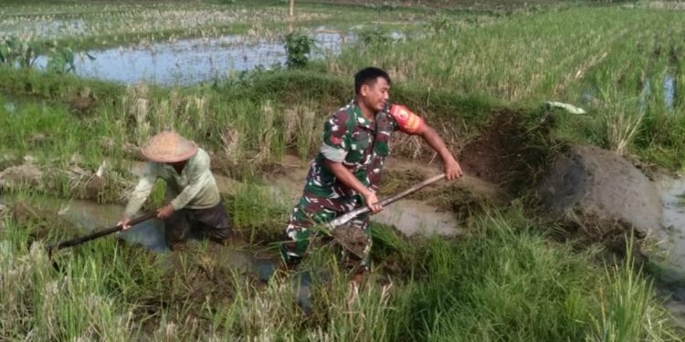 Tingkatkan Produktivitas Pertanian, Babinsa Desa Birowo Dampingi Petani Olah Lahan