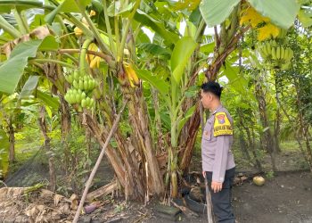 Optimalisasi Lahan Perkarangan, Polsek Prambon Dukung Ketahanan Pangan Warga