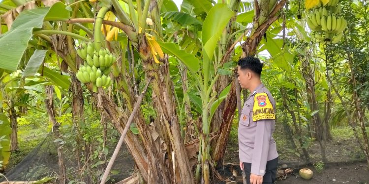 Optimalisasi Lahan Perkarangan, Polsek Prambon Dukung Ketahanan Pangan Warga